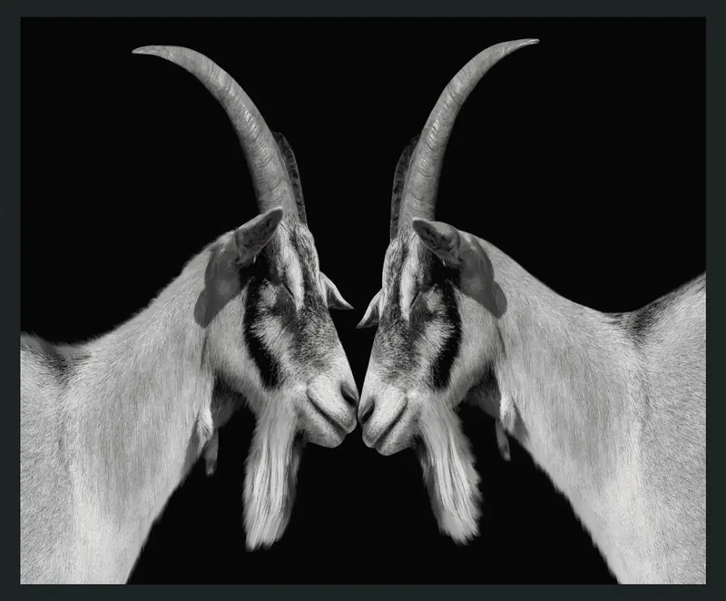 Goat Studio Photography – 48" X 72", Crisp Black Monochrome 1
