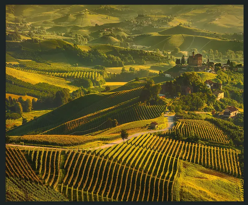 Vinyard Green Landscape Photography Print (48" X 72") 1